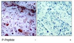 Jak1, p Tyr1022 Antibody, Novus Biologicals 0.05 mg; Unconjugated:Antibodies,